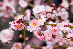 梅の花,梅,うめ,春,季語,花見,お花見,花,華,フラワー,お正月,正月,年賀状,flower,spring,japan