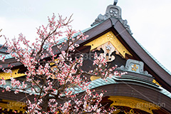 湯島天神の梅,梅,うめ,春,季語,湯島天満宮,文京区,神社,湯島神社,湯島天神,spring,japan,学問,合格祈願,参拝,まつり,祭り,花見,お花見,花,華,フラワー,flower