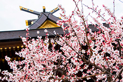 湯島天神の梅,梅,うめ,春,季語,湯島天満宮,文京区,神社,湯島神社,湯島天神,spring,japan,学問,合格祈願,参拝,まつり,祭り,花,華,フラワー,flower