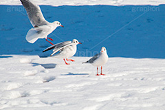 お台場の雪とカモメ,雪,積雪,残雪,寒波,鳥,野鳥,鴎,かもめ,カモメ,ユリカモメ,海辺,海岸,お台場,台場,東京都港区台場,東京臨海副都心,御台場,東京湾,港区,積もる,積雪,東京,tokyo,DAIBA,snow,winter