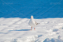 お台場の雪とカモメ,雪,積雪,残雪,寒波,鳥,野鳥,鴎,かもめ,カモメ,ユリカモメ,海辺,海岸,お台場,台場,東京都港区台場,東京臨海副都心,御台場,東京湾,港区,積もる,積雪,東京,tokyo,DAIBA,snow,winter