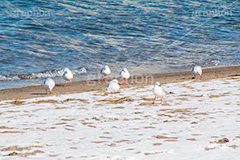 お台場の雪とカモメ,雪,積雪,残雪,寒波,鳥,野鳥,鴎,かもめ,カモメ,ユリカモメ,海辺,海岸,お台場,台場,東京都港区台場,東京臨海副都心,御台場,東京湾,港区,積もる,積雪,東京,tokyo,DAIBA,snow,winter