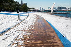 お台場の雪とカモメ,雪,積雪,残雪,寒波,鳥,野鳥,鴎,かもめ,カモメ,ユリカモメ,海辺,海岸,お台場,台場,東京都港区台場,東京臨海副都心,御台場,東京湾,港区,積もる,積雪,東京,オリンピック,tokyo,olympic,DAIBA,snow,winter