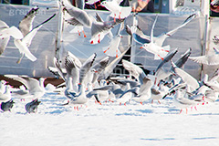 お台場の雪とカモメ,雪,積雪,残雪,寒波,鳥,野鳥,鴎,かもめ,カモメ,ユリカモメ,海辺,海岸,お台場,台場,東京都港区台場,東京臨海副都心,御台場,東京湾,港区,積もる,積雪,たくさん,群れ,東京,tokyo,DAIBA,snow,winter