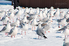 お台場の雪とカモメ,雪,積雪,残雪,寒波,鳥,野鳥,鴎,かもめ,カモメ,ユリカモメ,海辺,海岸,お台場,台場,東京都港区台場,東京臨海副都心,御台場,東京湾,港区,積もる,積雪,たくさん,群れ,東京,tokyo,DAIBA,snow,winter