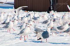 お台場の雪とカモメ,雪,積雪,残雪,寒波,鳥,野鳥,鴎,かもめ,カモメ,ユリカモメ,海辺,海岸,お台場,台場,東京都港区台場,東京臨海副都心,御台場,東京湾,港区,積もる,積雪,たくさん,群れ,東京,tokyo,DAIBA,snow,winter