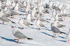 お台場の雪とカモメ,雪,積雪,残雪,寒波,鳥,野鳥,鴎,かもめ,カモメ,ユリカモメ,海辺,海岸,お台場,台場,東京都港区台場,東京臨海副都心,御台場,東京湾,港区,積もる,積雪,たくさん,群れ,東京,tokyo,DAIBA,snow,winter