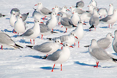 お台場の雪とカモメ,雪,積雪,残雪,寒波,鳥,野鳥,鴎,かもめ,カモメ,ユリカモメ,海辺,海岸,お台場,台場,東京都港区台場,東京臨海副都心,御台場,東京湾,港区,積もる,積雪,たくさん,群れ,東京,tokyo,DAIBA,snow,winter