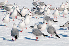 お台場の雪とカモメ,雪,積雪,残雪,寒波,鳥,野鳥,鴎,かもめ,カモメ,ユリカモメ,海辺,海岸,お台場,台場,東京都港区台場,東京臨海副都心,御台場,東京湾,港区,積もる,積雪,たくさん,群れ,東京,tokyo,DAIBA,snow,winter