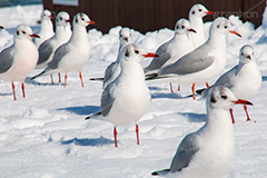 お台場の雪とカモメ,雪,積雪,残雪,寒波,鳥,野鳥,鴎,かもめ,カモメ,ユリカモメ,海辺,海岸,お台場,台場,東京都港区台場,東京臨海副都心,御台場,東京湾,港区,積もる,積雪,たくさん,群れ,東京,tokyo,DAIBA,snow,winter