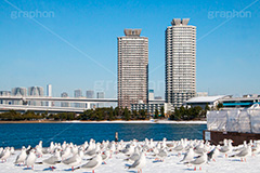 お台場の雪とカモメ,雪,積雪,残雪,寒波,鳥,野鳥,鴎,かもめ,カモメ,ユリカモメ,海辺,海岸,お台場,台場,東京都港区台場,東京臨海副都心,御台場,東京湾,港区,積もる,積雪,たくさん,群れ,青空,東京,オリンピック,DAIBA,tokyo,olympic,snow,winter