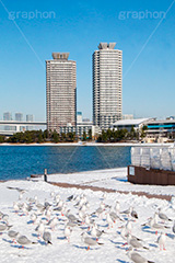 お台場の雪とカモメ,雪,積雪,残雪,寒波,鳥,野鳥,鴎,かもめ,カモメ,ユリカモメ,海辺,海岸,お台場,台場,東京都港区台場,東京臨海副都心,御台場,東京湾,港区,積もる,積雪,たくさん,群れ,青空,東京,オリンピック,DAIBA,tokyo,olympic,snow,winter