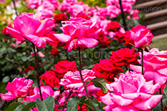 バラ,花,お花,フラワー,ローズ,flower,rose,園芸種,灌木,低木,つる植物,春,spring,薔薇
