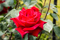 バラ,花,お花,フラワー,ローズ,flower,rose,園芸種,灌木,低木,つる植物,春,spring,薔薇