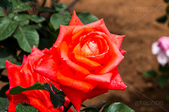 バラ,花,お花,フラワー,ローズ,flower,rose,園芸種,灌木,低木,つる植物,春,spring,ローラ,薔薇