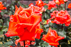 バラ,花,お花,フラワー,ローズ,flower,rose,園芸種,灌木,低木,つる植物,春,spring,ローラ,薔薇