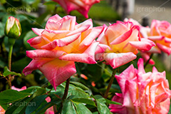 バラ,花,お花,フラワー,ローズ,flower,rose,園芸種,灌木,低木,つる植物,春,spring,ダイアナ,薔薇