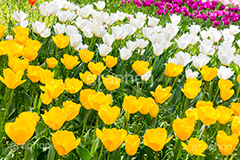 チューリップ畑,チューリップ,ちゅーりっぷ,花,お花,フラワー,はな,flower,花畑,花壇,キレイ,きれい,綺麗,満開,咲,春,tulip,spring