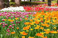 横浜公園のチューリップ,横浜公園,横浜,公園,神奈川,チューリップ畑,チューリップ,ちゅーりっぷ,花,お花,フラワー,はな,flower,花畑,花壇,キレイ,きれい,綺麗,満開,咲,春,tulip,spring