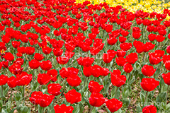チューリップ畑,チューリップ,ちゅーりっぷ,花,お花,フラワー,はな,flower,花畑,花壇,キレイ,きれい,綺麗,満開,咲,春,tulip,spring