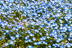 ネモフィラ,ムラサキ科,春,花,お花,フラワー,flower,spring,ルリカラクサ,瑠璃唐草,空色,青紫色,花壇