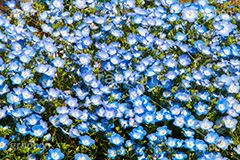 ネモフィラ,ムラサキ科,春,花,お花,フラワー,flower,spring,ルリカラクサ,瑠璃唐草,空色,青紫色,花壇