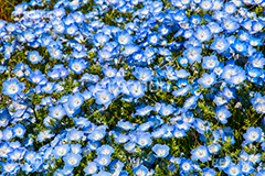 ネモフィラ,ムラサキ科,春,花,お花,フラワー,flower,spring,ルリカラクサ,瑠璃唐草,空色,青紫色,花壇