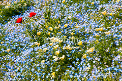ネモフィラ,ムラサキ科,春,花,お花,フラワー,flower,spring,ルリカラクサ,瑠璃唐草,空色,青紫色,花壇