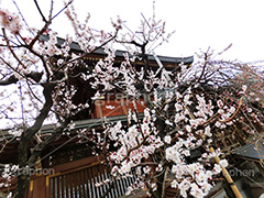 湯島天神の梅,梅,うめ,春,季語,湯島天満宮,文京区,神社,湯島神社,湯島天神,spring,japan,学問,合格祈願,参拝,まつり,祭り,花見,お花見,花,華,フラワー,flower