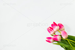 チューリップの花束,チューリップ,ちゅーりっぷ,花束,プレゼント,花,お花,フラワー,はな,花屋,flower,咲,春,tulip,spring,present,生花