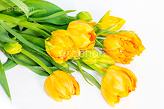 チューリップの花束,チューリップ,ちゅーりっぷ,花束,プレゼント,花,お花,フラワー,はな,花屋,flower,咲,春,tulip,spring,present,生花