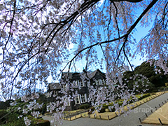 旧古河庭園の枝垂桜,枝垂桜,しだれ桜,さくら,桜,花,フラワー,旧古河庭園,洋館,ジョサイア,ミステリー,北区,都立庭園,名所,国有財産,名勝,春,spring,tokyo,flower,庭,庭園,西洋,洋風,西洋館,洋風庭園,洋式庭園,上中里,満開,咲く,blossom,青空
