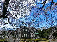 旧古河庭園の枝垂桜,枝垂桜,しだれ桜,さくら,桜,花,フラワー,旧古河庭園,洋館,ジョサイア,ミステリー,北区,都立庭園,名所,国有財産,名勝,春,spring,tokyo,flower,庭,庭園,西洋,洋風,西洋館,洋風庭園,洋式庭園,上中里,満開,咲く,blossom,青空