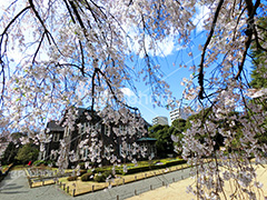 旧古河庭園の枝垂桜,枝垂桜,しだれ桜,さくら,桜,花,フラワー,旧古河庭園,洋館,ジョサイア,ミステリー,北区,都立庭園,名所,国有財産,名勝,春,spring,tokyo,flower,庭,庭園,西洋,洋風,西洋館,洋風庭園,洋式庭園,上中里,満開,咲く,blossom,青空