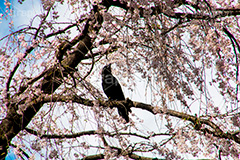 枝垂れ桜にとまったカラス,カラス,野鳥,枝垂れ桜,枝垂桜,しだれ桜,さくら,桜,花,枝,フラワー,春,spring,flower,満開,咲く,blossom