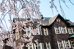 旧古河庭園のしだれ桜,枝垂桜,しだれ桜,さくら,桜,花,フラワー,旧古河庭園,洋館,ジョサイア,ミステリー,北区,都立庭園,名所,国有財産,名勝,春,spring,tokyo,flower,庭,庭園,西洋,洋風,西洋館,洋風庭園,洋式庭園,上中里,満開,咲く,blossom,japan