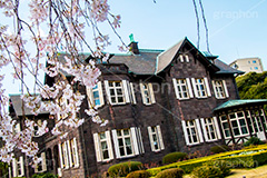 旧古河庭園のしだれ桜,枝垂桜,しだれ桜,さくら,桜,花,フラワー,旧古河庭園,洋館,ジョサイア,ミステリー,北区,都立庭園,名所,国有財産,名勝,春,spring,tokyo,flower,庭,庭園,西洋,洋風,西洋館,洋風庭園,洋式庭園,上中里,満開,咲く,blossom,japan