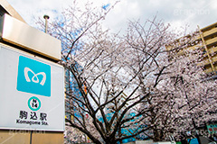 駒込駅前の桜,駒込,駅前,桜,さくら,ソメイヨシノ,豊島区,駒込駅,南口,ロータリー,バス停,東京メトロ,南北線,看板,標示,blossom,spring,flower,japan