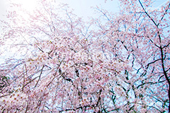 六義園のしだれ桜,六義園,東京都,文京区,庭園,日本庭園,枝垂桜,しだれ桜,さくら,桜,花,フラワー,春,spring,tokyo,flower,庭,名所,満開,咲く,blossom,japan