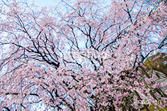 六義園のしだれ桜,六義園,東京都,文京区,庭園,日本庭園,枝垂桜,しだれ桜,さくら,桜,花,フラワー,春,spring,tokyo,flower,庭,名所,満開,咲く,blossom,japan