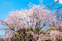 六義園のしだれ桜,六義園,東京都,文京区,庭園,日本庭園,枝垂桜,しだれ桜,さくら,桜,花,フラワー,春,spring,tokyo,flower,庭,名所,満開,咲く,blossom,japan,青空