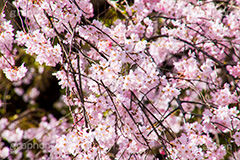 枝垂れ桜,枝垂桜,しだれ桜,さくら,桜,花,花弁,花びら,枝,フラワー,春,spring,flower,満開,咲く,blossom,japan