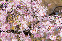 枝垂れ桜,枝垂桜,しだれ桜,さくら,桜,花,花弁,花びら,枝,フラワー,春,spring,flower,満開,咲く,blossom,japan