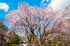 六義園のしだれ桜,六義園,東京都,文京区,庭園,日本庭園,枝垂桜,しだれ桜,さくら,桜,花,フラワー,春,spring,tokyo,flower,庭,名所,満開,咲く,blossom,japan,青空