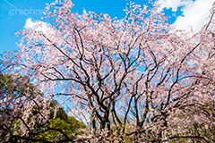 六義園のしだれ桜,六義園,東京都,文京区,庭園,日本庭園,枝垂桜,しだれ桜,さくら,桜,花,フラワー,春,spring,tokyo,flower,庭,名所,満開,咲く,blossom,japan,青空