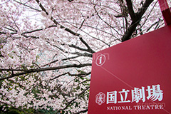国立劇場の桜,国立劇場,芸術,歌舞伎,演劇,東京都,千代田区,劇場,さくら,桜,花,フラワー,春,spring,tokyo,flower,名所,満開,咲く,神代曙,鮮やか,紅色,看板,標示,blossom,japan