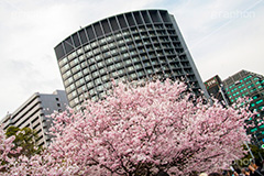 国立劇場の桜,国立劇場,芸術,歌舞伎,演劇,東京都,千代田区,劇場,さくら,桜,花,フラワー,春,spring,tokyo,flower,名所,満開,咲く,神代曙,鮮やか,紅色,blossom,japan