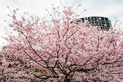 国立劇場の桜,国立劇場,芸術,歌舞伎,演劇,東京都,千代田区,劇場,さくら,桜,花,フラワー,春,spring,tokyo,flower,名所,満開,咲く,神代曙,鮮やか,紅色,blossom