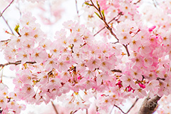 桜の花びら,さくら,桜,花,フラワー,春,spring,flower,花びら,花弁,満開,咲く,ピンク,神代曙,blossom,japan