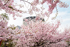 国立劇場の桜,国立劇場,芸術,歌舞伎,演劇,東京都,千代田区,劇場,さくら,桜,花,フラワー,春,spring,tokyo,flower,名所,満開,咲く,神代曙,鮮やか,紅色,blossom,japan